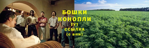 крисы Корсаков